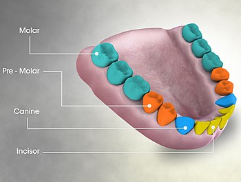 Types/Genre of Teeth